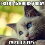 First World Problems Cat - 7