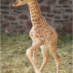 GIRAFFE DANCE