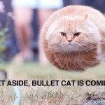 Get aside bullet cat