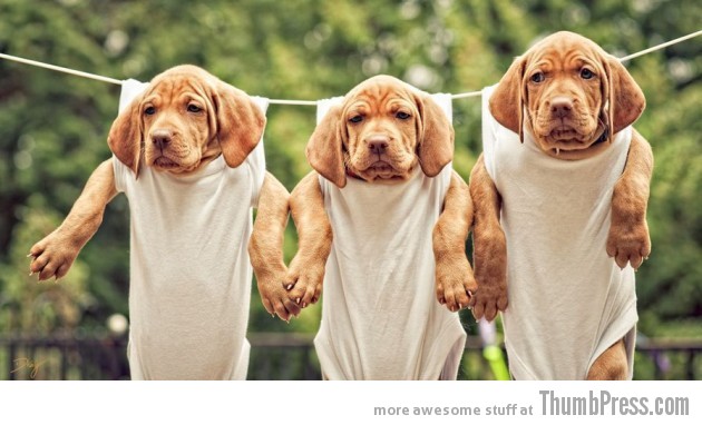 HANGING WITH DA BOYS 630x382 The Awwsome Cuties Are Here to Save The World (30 Heart Melting Pics)