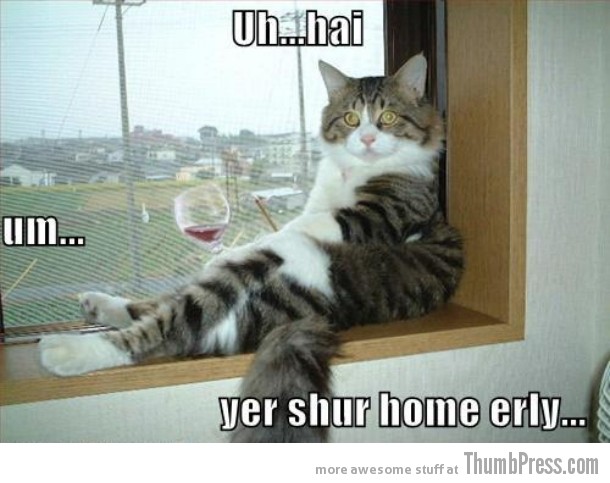 Home-early-surprise-wine-cat.jpg