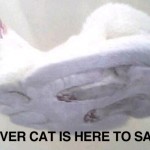 Hover cat