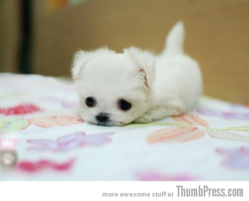 I MISS MY YOU The Awwsome Cuties Are Here to Save The World (30 Heart Melting Pics)