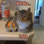 If it fits i sits