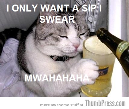 Just one sip cat