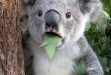 Koala Bear - Meme - 1