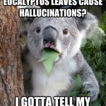 Koala Bear - Meme - 11