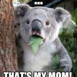 Koala Bear - Meme - 12