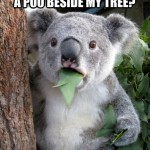Koala Bear - Meme - 14