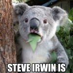 Koala Bear - Meme - 15