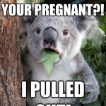 Koala Bear - Meme - 16