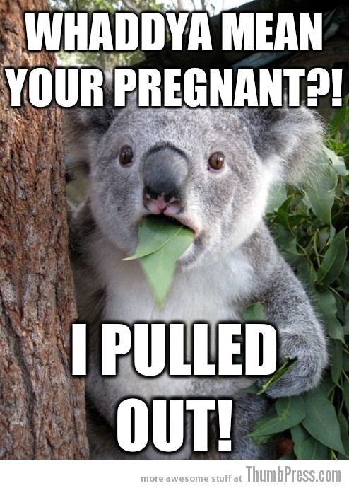Koala Bear - Meme - 16