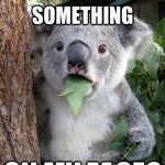 Koala Bear - Meme - 17