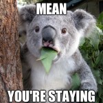 Koala Bear - Meme - 18