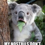 Koala Bear - Meme - 2