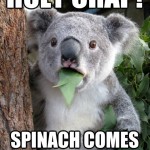 Koala Bear - Meme - 20