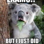 Koala Bear - Meme - 24