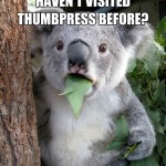 Koala Bear - Meme - 25