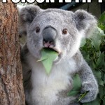 Koala Bear - Meme - 3