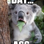 Koala Bear - Meme - 7