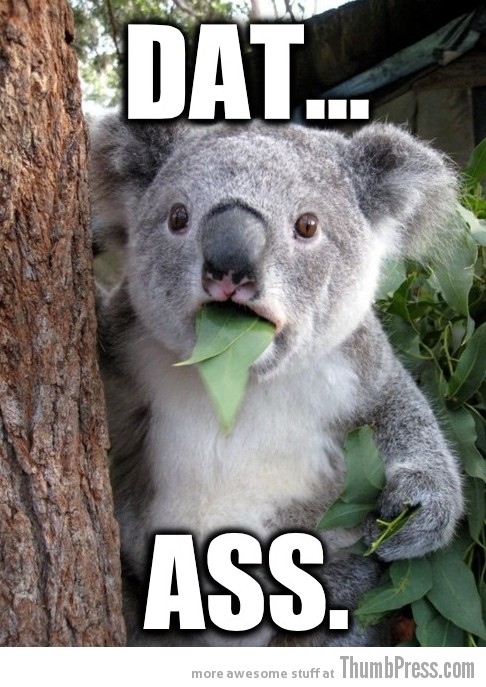Koala-Bear-Meme-7.jpg