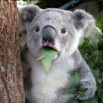 Koala Bear - Meme - 8