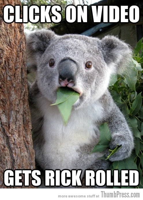 Koala Bear - Meme - 8