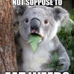 Koala Bear - Meme - 9