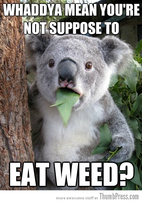 Koala Bear - Meme - 9