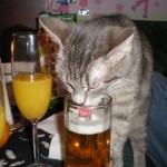 Licking the beer cat