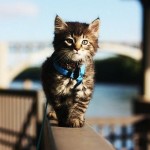 ON THE CAT WALK
