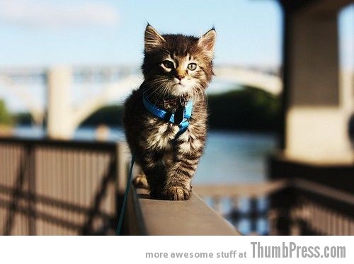  The Awwsome Cuties Are Here to Save The World (30 Heart Melting Pics)