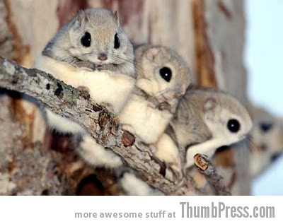 OOOOOH NUTS The Awwsome Cuties Are Here to Save The World (30 Heart Melting Pics)