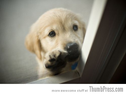  The Awwsome Cuties Are Here to Save The World (30 Heart Melting Pics)