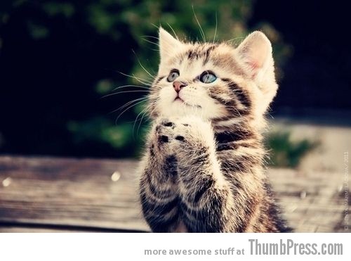  The Awwsome Cuties Are Here to Save The World (30 Heart Melting Pics)