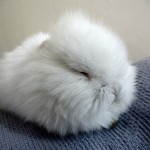 POOF