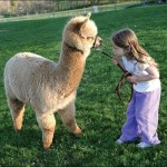 PUFF ALPACA