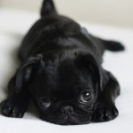 PUPPY DOG EYES