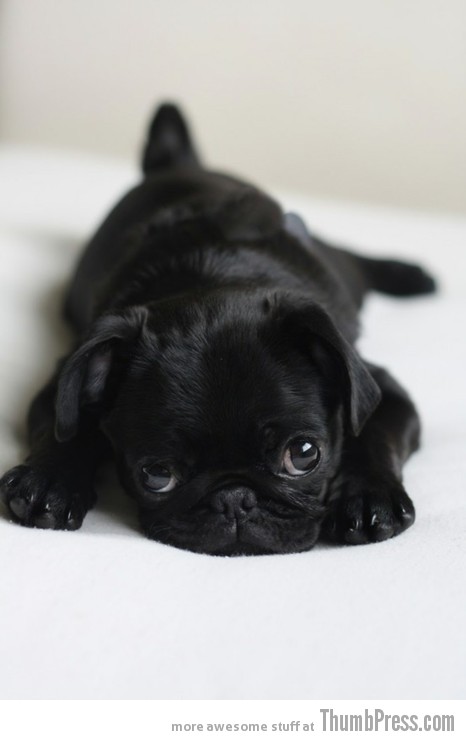  The Awwsome Cuties Are Here to Save The World (30 Heart Melting Pics)