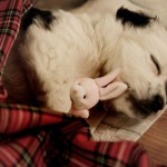 PUPPY NAPS