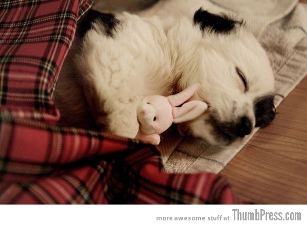  The Awwsome Cuties Are Here to Save The World (30 Heart Melting Pics)
