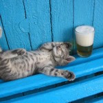 Passed out cat