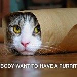 Purrito