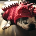 RAR! SNOOZE!