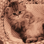 ROLY POLY