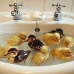 RUBBER DUCKIES