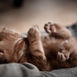 SLEEPING KITTY PUFF