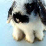 SOOOO FLUFFY