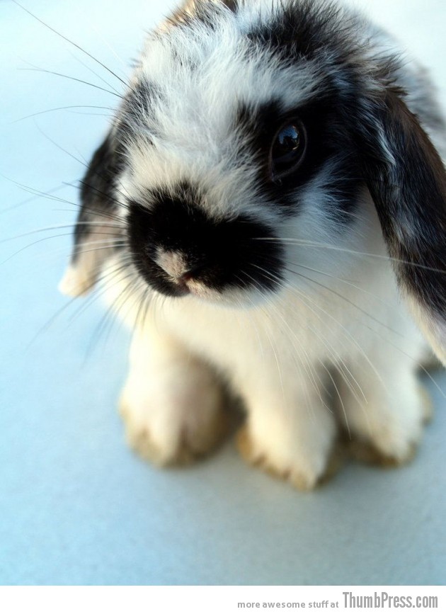 SOOOO FLUFFY 630x867 The Awwsome Cuties Are Here to Save The World (30 Heart Melting Pics)