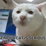 Serious cat is serious